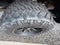 2017 Chevrolet Silverado 1500 Crew Cab Standard Box 4-Wheel Drive LT Z71